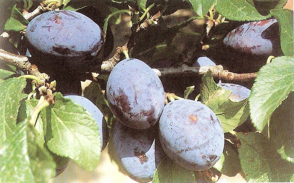 virágföld, utánfutó bérlés, gazdabolt, sövény, fű, kertészet, faiskola, gyümölcsfa, szőlő, bogyós, dísznövény